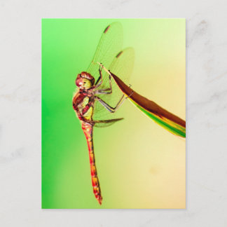 Cartão Postal Libelle
