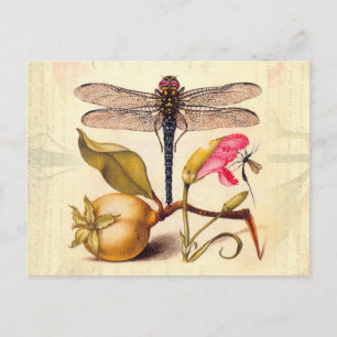 Cartão Postal Libélula Botânica Natureza Vida Selvagem