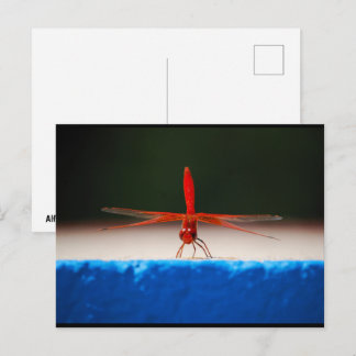 Cartão Postal Libélula de Asas Laranjas
