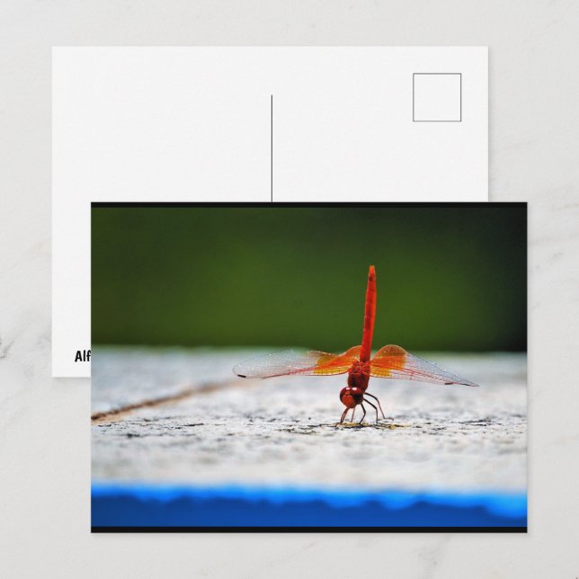 Cartão Postal Libélula de Asas Laranjas (Frente/Verso)