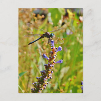 Cartão Postal libélula de flor de lavanda