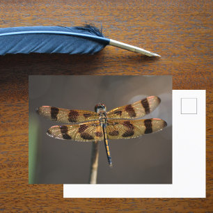 Cartão Postal Libélula Dourada Fotografia da Natureza