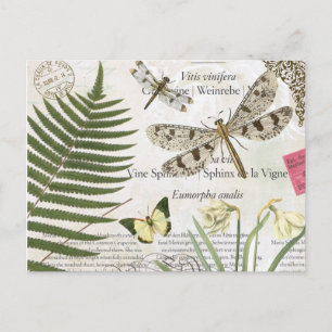 Cartão Postal libélula francesa vintage moderna