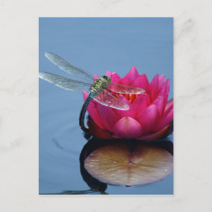 Cartão Postal Libélula na flor de Lotus