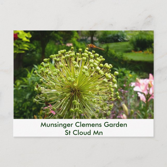 Cartão Postal Libélula no jardim de Munsinger (Frente)