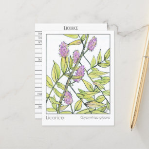 Cartão Postal Licorice Herb Materia Medica Herbal Research Card