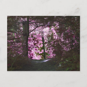 Cartão postal Light On Path Nature