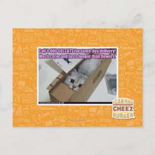 Cartão Postal Ligue para 1-800-LOLCATS