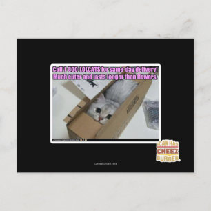 Cartão Postal Ligue para 1-800-LOLCATS