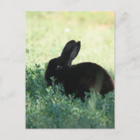 Lil Black Bunny