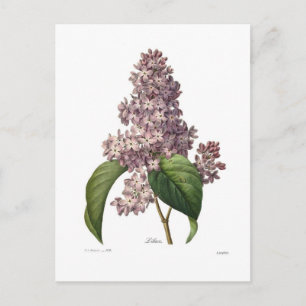 Cartão Postal Lilac