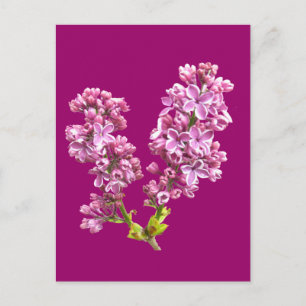 Cartão postal - Lilac Blossoms