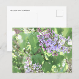 Cartão Postal Lilac Blossoms Primavera Bloom Nature Fotografia