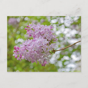 Cartão Postal Lilac Branch com Cartão-Postal Bokeh