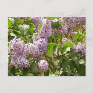 Cartão Postal Lilac Bush Lindas Flores de primavera Roxas