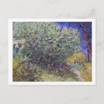 Cartão Postal Lilac Bush Vincent van Gogh<br><div class="desc">Cartaz de arte fino com a pintura impressionista,  Lilac Bush (1889),  de Vincent van Gogh (1853-1890). Ele pintou esta paisagem com base no hospital em Santo-Remy,  França. Flores de arbustos lilás ao lado de um caminho.</div>