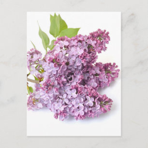 Cartão Postal Lilac floresce