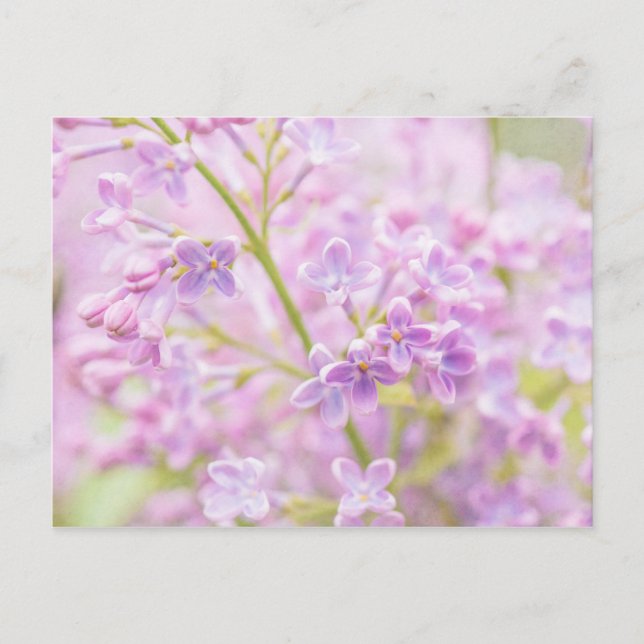 Cartão Postal Lilac Flowers Mist (Frente)