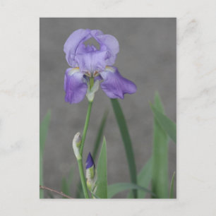 Cartão Postal Lilac Purple Iris Blooming in Garden Box