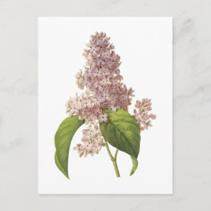 Cartão Postal lilac(Syringa sp.) por Redouté