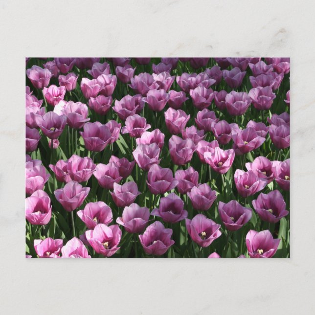 Cartão Postal Lilac Tulips (Frente)