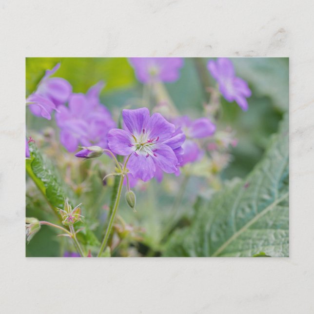 Cartão Postal Lilac Wildflower Photo Geranium Botanic Flower (Frente)