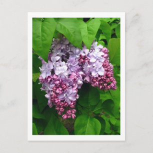 Cartão postal Lilacs