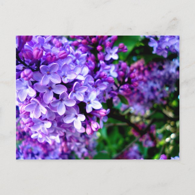 Cartão Postal Lilacs (Frente)