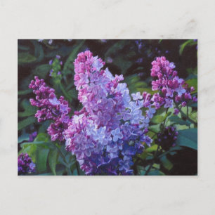Cartão Postal Lilacs de Lavendar