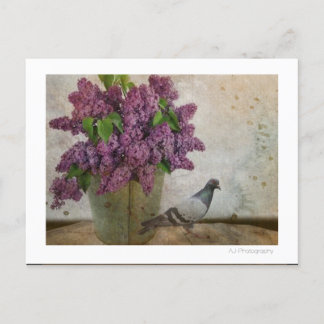 Cartão Postal Lilacs em um balde oxidado idoso