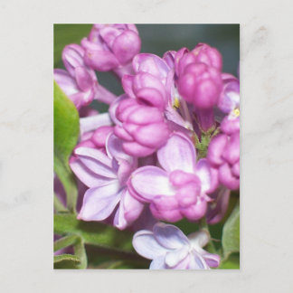 Cartão Postal Lilacs no Oregon