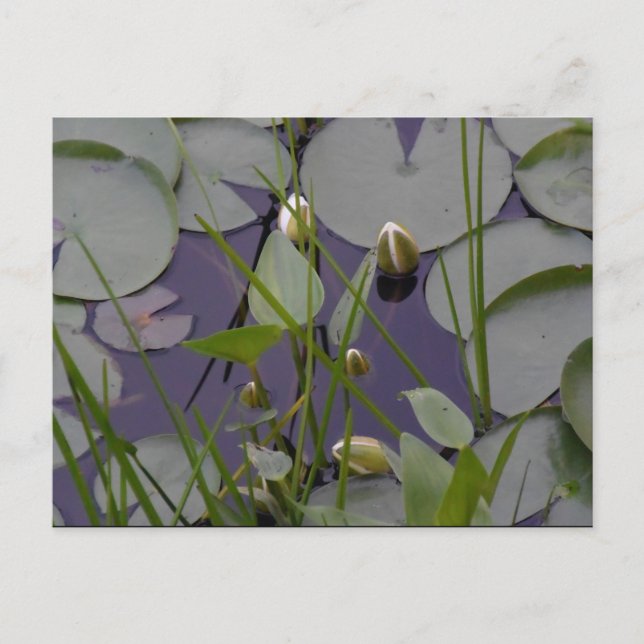 Cartão Postal Lilas de água (Frente)