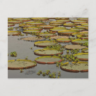 Cartão Postal Lilás Gigante ou Vitória Victoria amazonica,