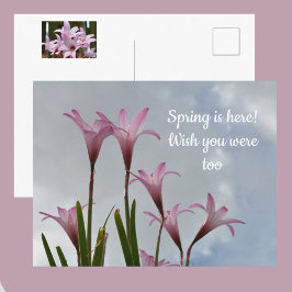 Cartão Postal Lilases do Arroio Rosa Pastel Floral Nostalgia