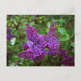 Cartão Postal Lilases Roxos num Primavera Dia