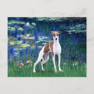 Cartão Postal Lilies 5 - Galgo Italiano