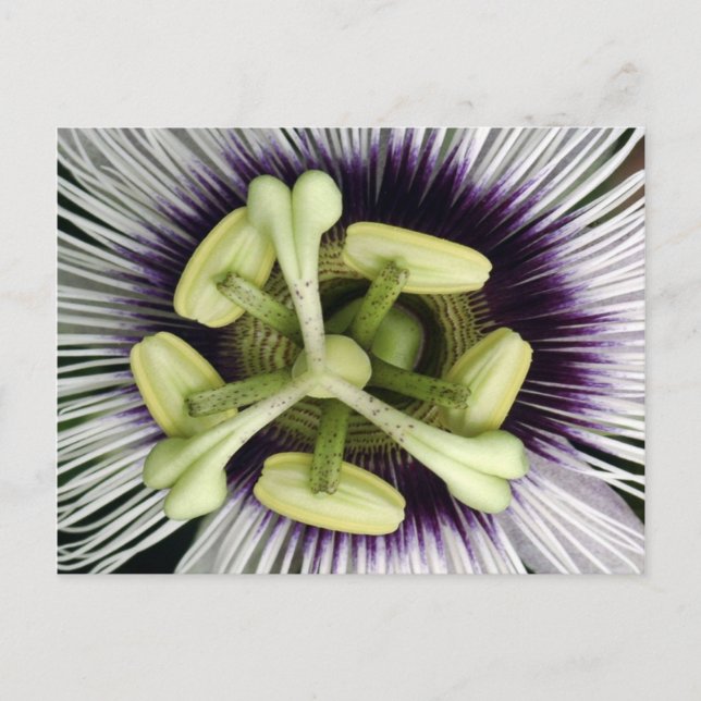 Cartão Postal Lilikoi Flower (Frente)