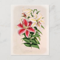 Lilium auratum