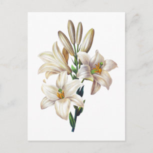 Cartão Postal Lilium Candidum ou Madonna Lily Por Redoute