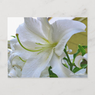 Cartão Postal Lilium "Casa Blanca" ポ ス ト Equipe ド