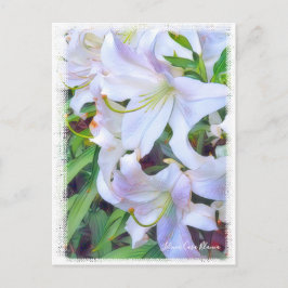 Cartão Postal Lilium "Casa Blanca" ポ ス ト Equipe ド