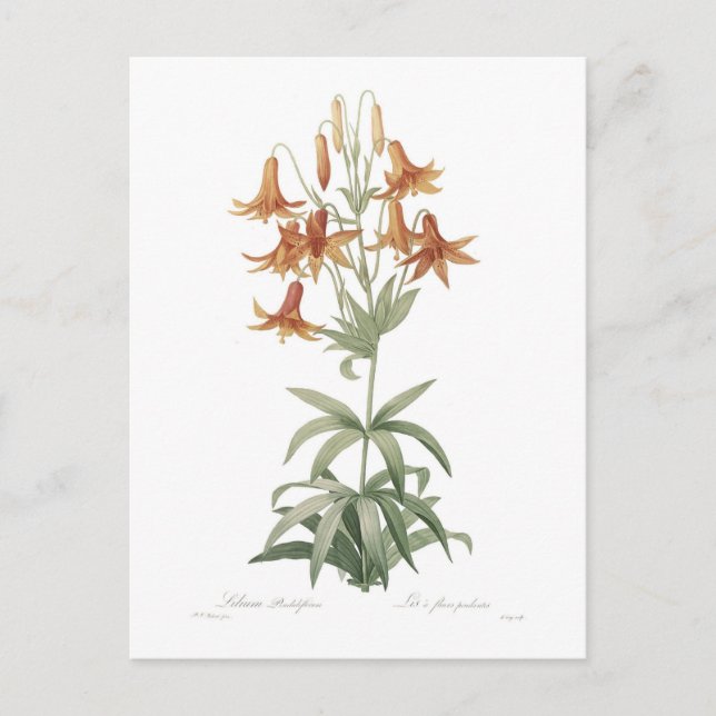 Cartão Postal Lilium penduliflorum (Frente)