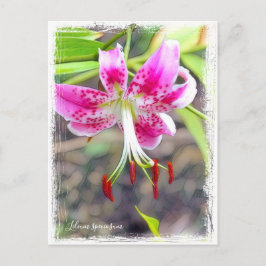 Cartão Postal Lilium speciosum [Cartão postal] ポ ス ト カ