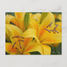 Cartão Postal Lillies Amarelos