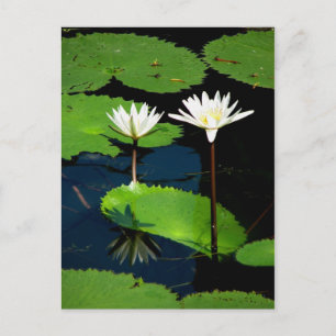 Cartão Postal Lillies d'água, El Golfete, Guatemala