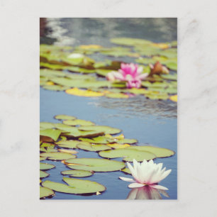 Cartão Postal Lilly Pond Flowers