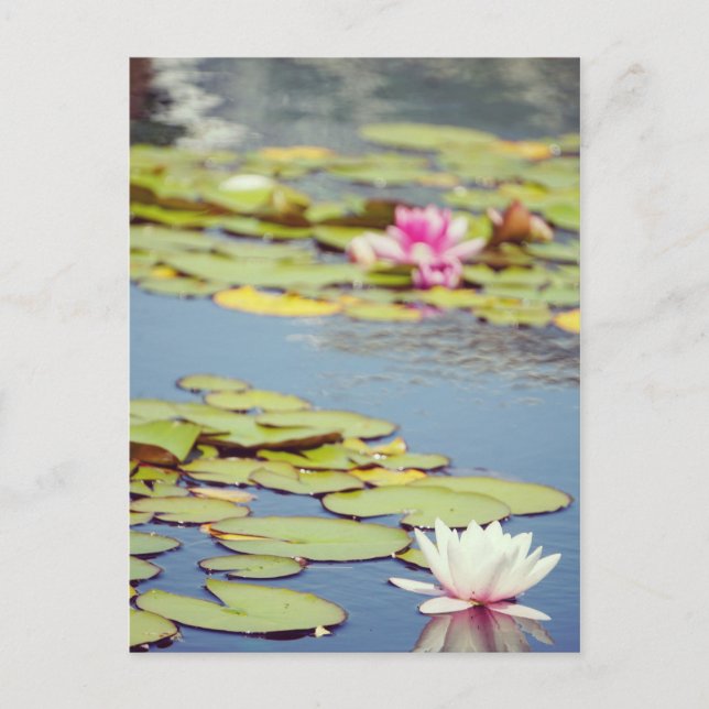 Cartão Postal Lilly Pond Flowers (Frente)