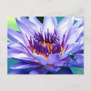 Cartão Postal Lilly Postcard