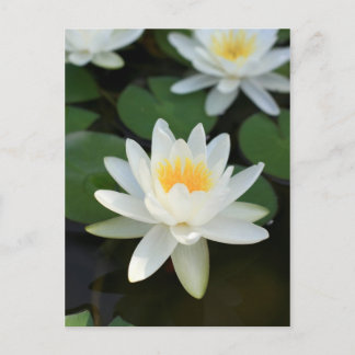 Cartão Postal Lily