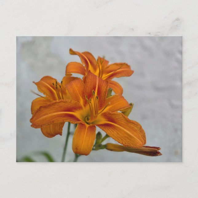 Cartão Postal Lily (Frente)